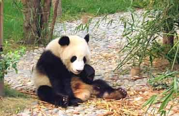 Pandabären-Zuchtstation